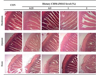 Effects of different addition levels of CHM-JM113 on growth performance, antioxidant capacity, organ index, and intestinal health of AA broilers